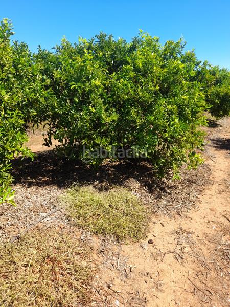 Foto 88b86bab-71d4-4ec7-b39c-4c995a08eb3a. Finca rústica a Turís