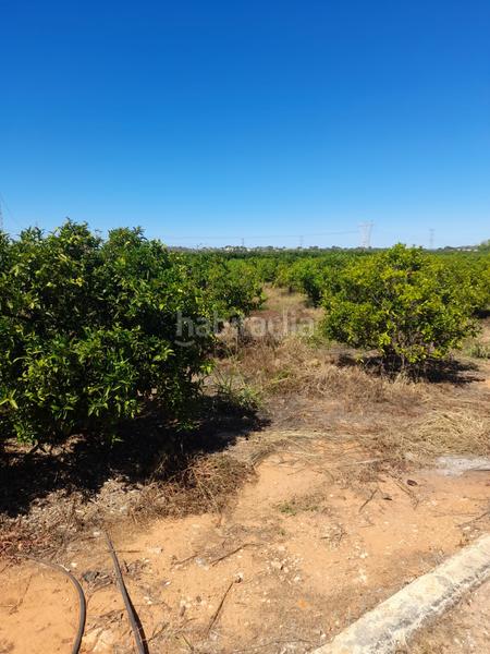 Foto a6dd62ec-54f2-485e-8773-7d4d67c7020f. Finca rústica a Turís