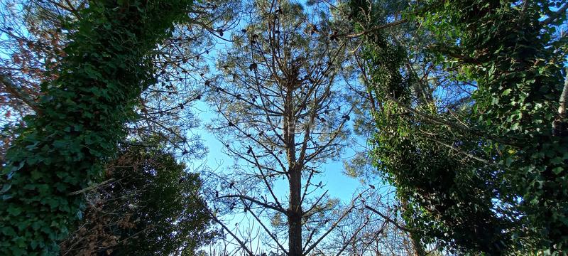 Foto 88d5fee1-3098-4199-abc3-b2419efcabc1. Residential plot in área de Ames Ames