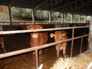 Mas à La Granja - La Colina - Los Pastores. Finca ganadera en venta