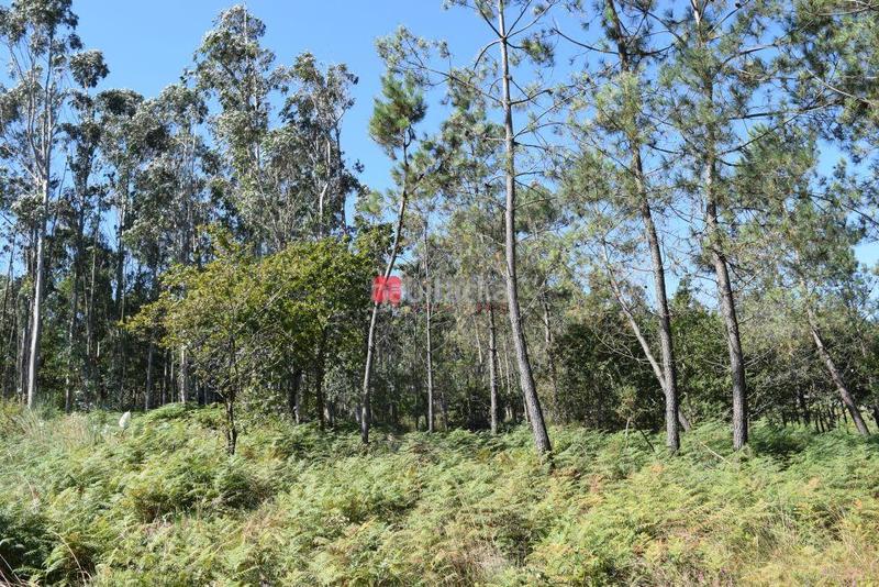 Foto cb999733-2793-47f8-88f2-bc6906de68b9. Residential plot in Parroquias de Santiago Santiago de Compostela