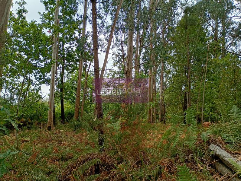 Foto b1ae2996-b2a1-4654-a3e9-01c7e2ee4e56. Finca rústica a Salceda de Caselas