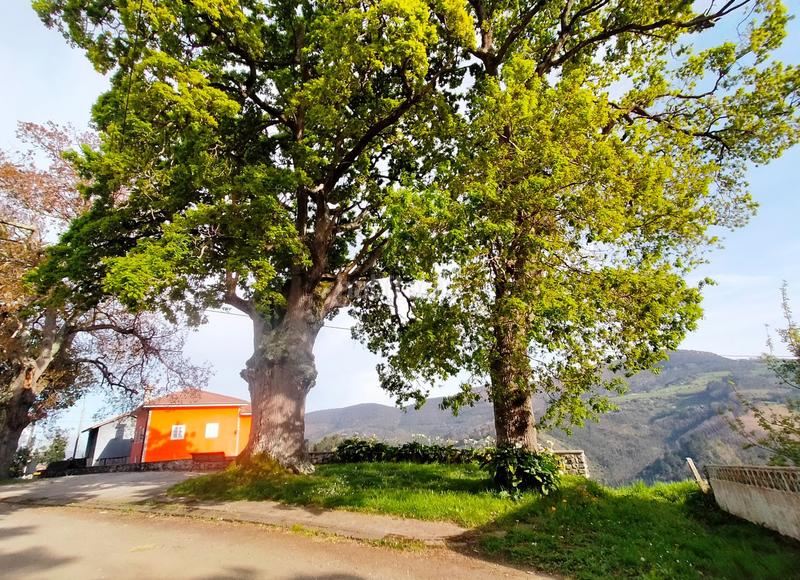 Foto 84319378-04a8-4faf-b964-8859bbe5765d. Casa adossada a Pravia