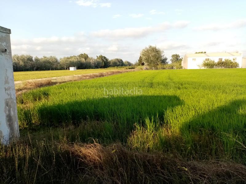 Foto 7a115a4d-8fea-4102-bc06-d753dac87273. Fondo rustico in Eucaliptus - Poble Nou del Delta Amposta