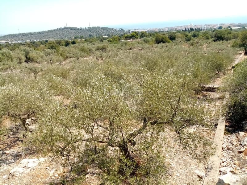 Foto 405b5dba-b664-42df-a77d-d9bdb9291610. Finca rústica a Avinguda Catalunya Sant Carles de la Ràpita