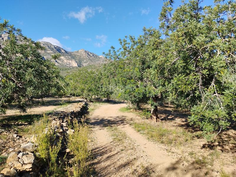 Foto 0dab5621-d25d-47d9-a174-498079aa173f. Fondo rustico in carrer camí del llop 46 in Alcanar