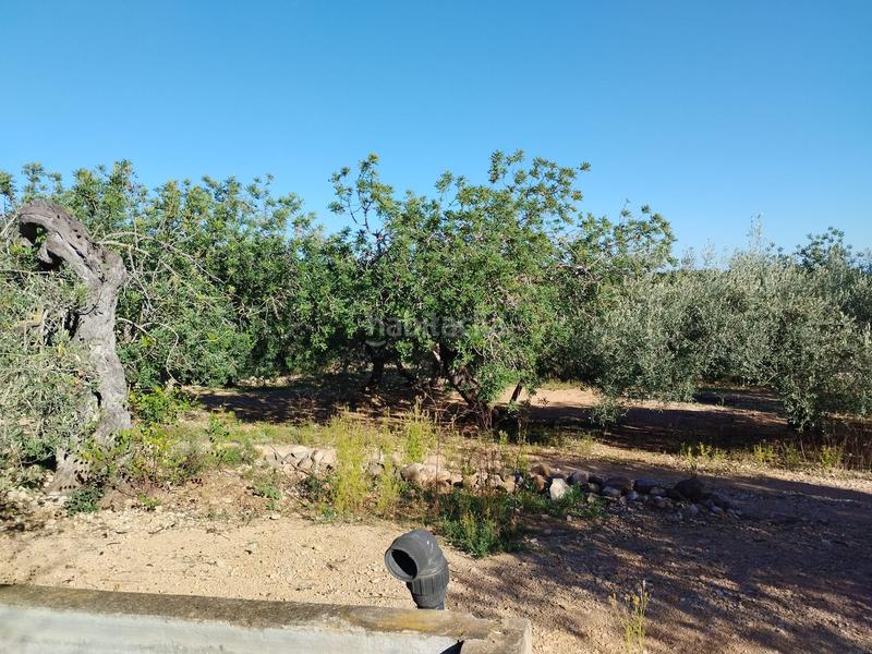 Foto 7826ef14-41a1-426b-a354-4040bd537198. Fondo rustico in carrer camí del llop 46 in Alcanar