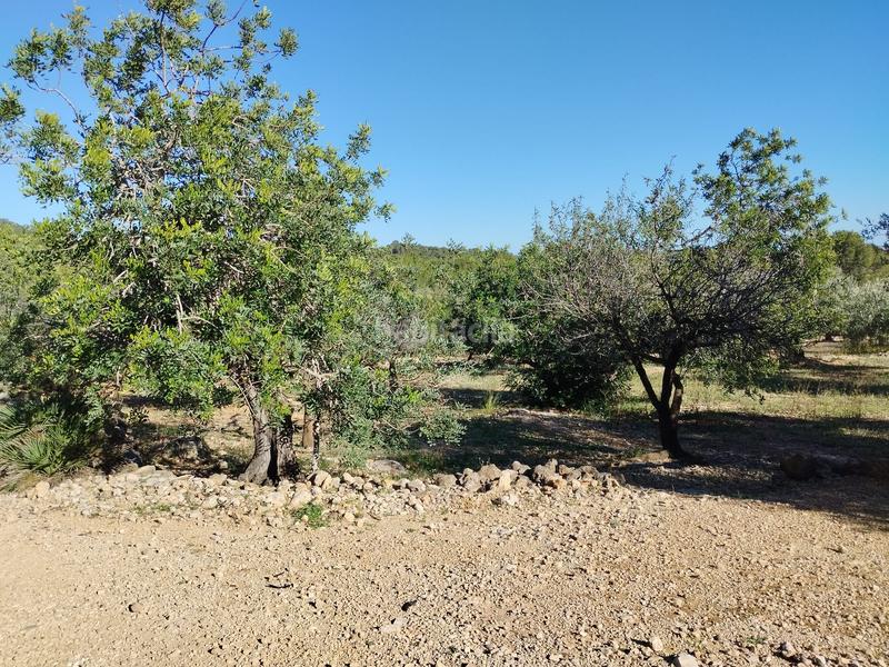 Foto d311a6f8-6038-4656-b78d-40cff951f624. Fondo rustico in carrer camí del llop 46 in Alcanar