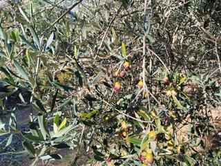 Landgut in Carrer camí del llop 46. Finca rústica con pozo comunitario.