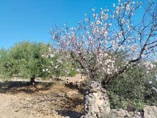 Finca rústica a Avinguda montsià 43b. Finca rústica plantada de olivos.