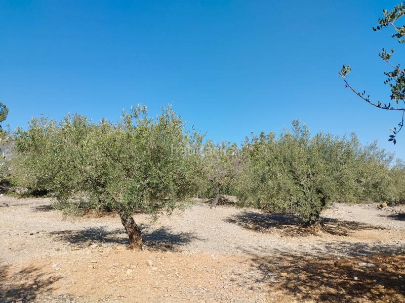 Foto 6ea6ed3a-41bb-48ad-974d-b518d1ef1c2b. Finca rústica a carretera nacional n-340 1067 a Alcanar