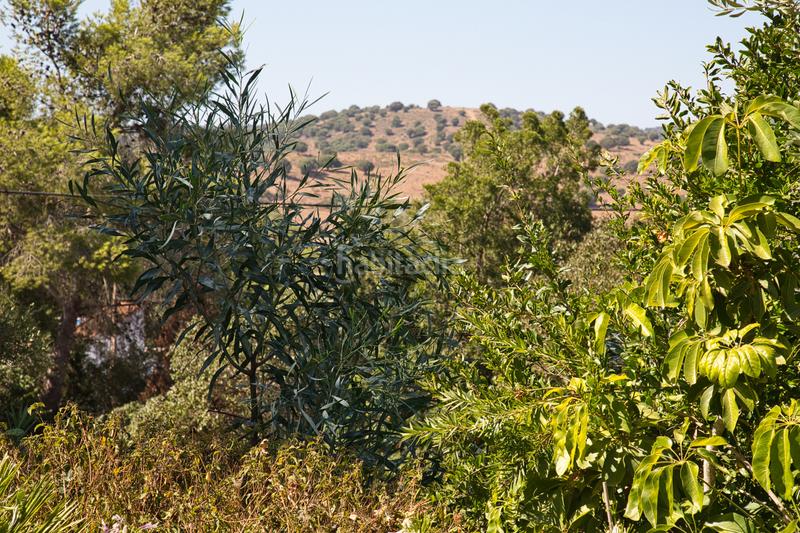 Foto 443017e6-1806-4c87-9353-26f7052fb39e. Haus mit parking in San Martín del Tesorillo