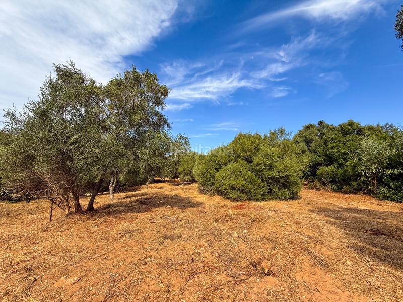 Foto 00b49f83-a4fe-4390-ad57-627185992436. Terreny residencial a Sotogrande alto Sotogrande