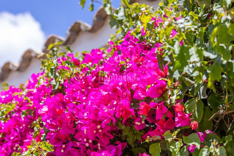 Foto 61d8b85a-d859-4169-8d63-a3cddbf3097c. Casa amb aparcament piscina a Sotogrande alto Sotogrande