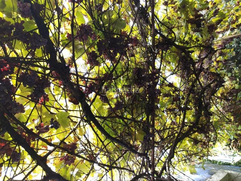 Foto 051b5b3d-9990-4ae1-952d-6012106ef399. Mas dans A Malata - Catabois - Ciudad Jardín Ferrol