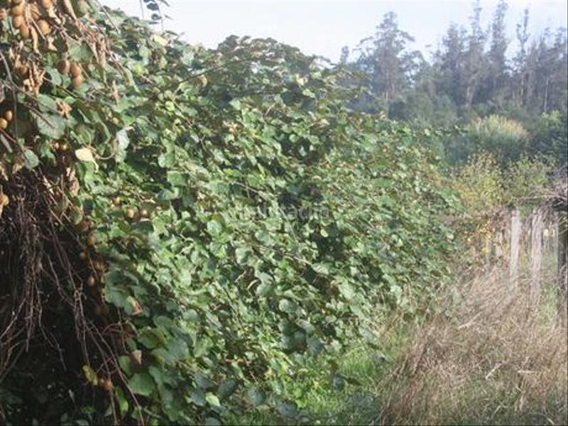 Foto 4314901b-06ea-47f3-98a1-6a8c17e7e42f. Terreno residencial terreno edificable en Vedra