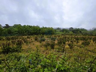 Terreno residencial en San Cibrao das Viñas