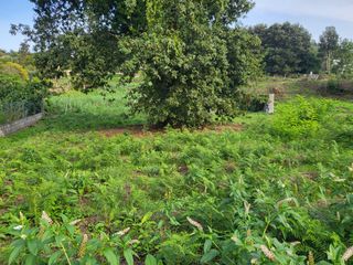Terreno residencial en Sardoma - Castrelos
