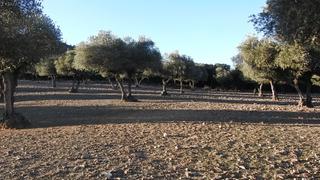 Bauernhof en Piedrabuena