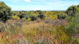 Finca rústica a Villar del Pedroso