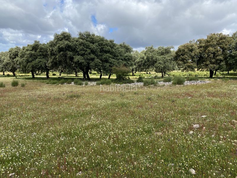 Foto a8c99c2a-15e2-4392-8438-fda6c572d69e. Fondo rustico in Deleitosa