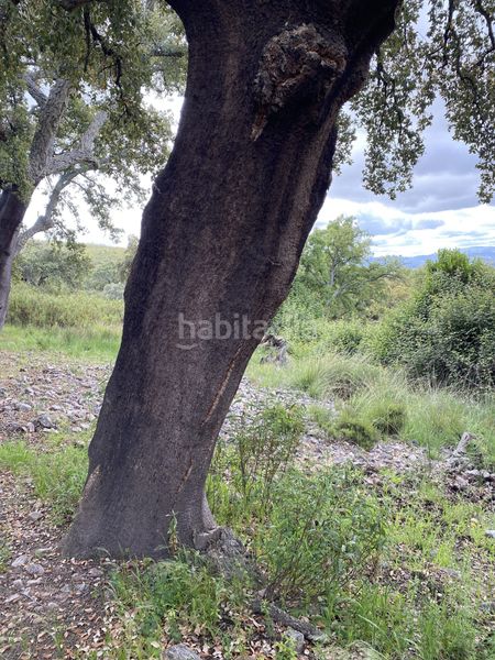Foto ec9e46cf-988f-4130-a885-fa1e548e1e8d. Fondo rustico in Deleitosa