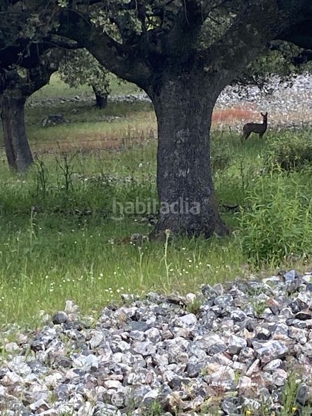 Foto fb3efff5-02ce-468f-a38f-d5c53012f4e7. Fondo rustico in Deleitosa