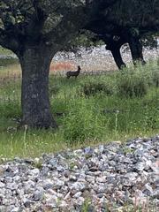 Landgut in Deleitosa