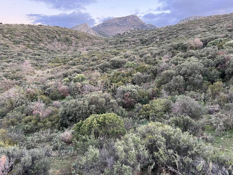 Foto 03abadb9-edad-4256-933b-5e19b9559566. Finca rústica finca, 295 hectáreas, en Jabalcuz Jaén