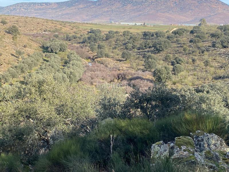 Foto 05d0f58b-e848-4343-9837-df81a5863a29. Finca rústica a Estrella (La)