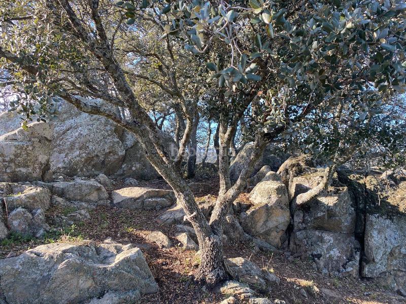 Foto 768c22b6-9e8d-4fbb-ac09-0e2dfcbb21b5. Finca rústica a Estrella (La)