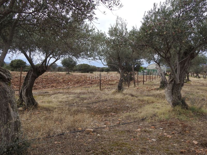 Foto 1cfb59c6-10bf-4fff-99fe-a625b6a59b34. Finca rústica en Peraleda de la Mata