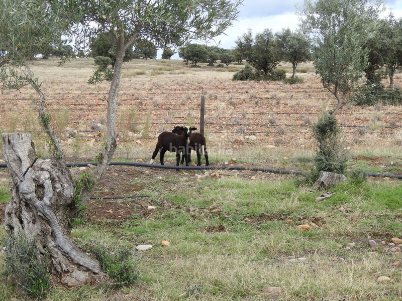 Foto 2410b854-2035-434e-aa8a-d61784c04bdb. Finca rústica en Peraleda de la Mata