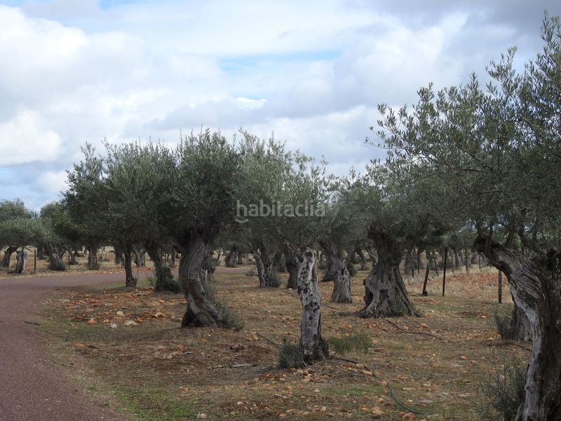 Foto 883e1f81-1943-4811-8b3a-92519015564b. Finca rústica en Peraleda de la Mata