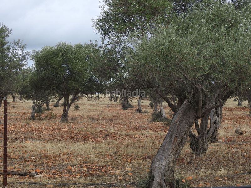 Foto 90c773dd-3d6d-4aaf-87b7-a7d29b1508ae. Finca rústica en Peraleda de la Mata