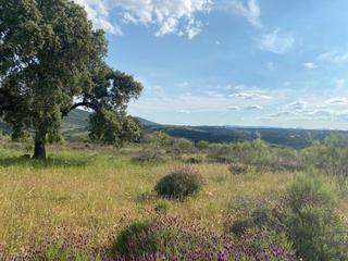 Rural plot en Belvs de la Jara