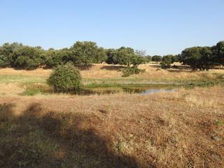 Finca rústica a Villar del Pedroso