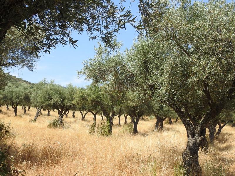 Foto 9c98d3a8-d6e9-497a-828a-d6e6e59ae921. Finca rústica en Villar del Pedroso