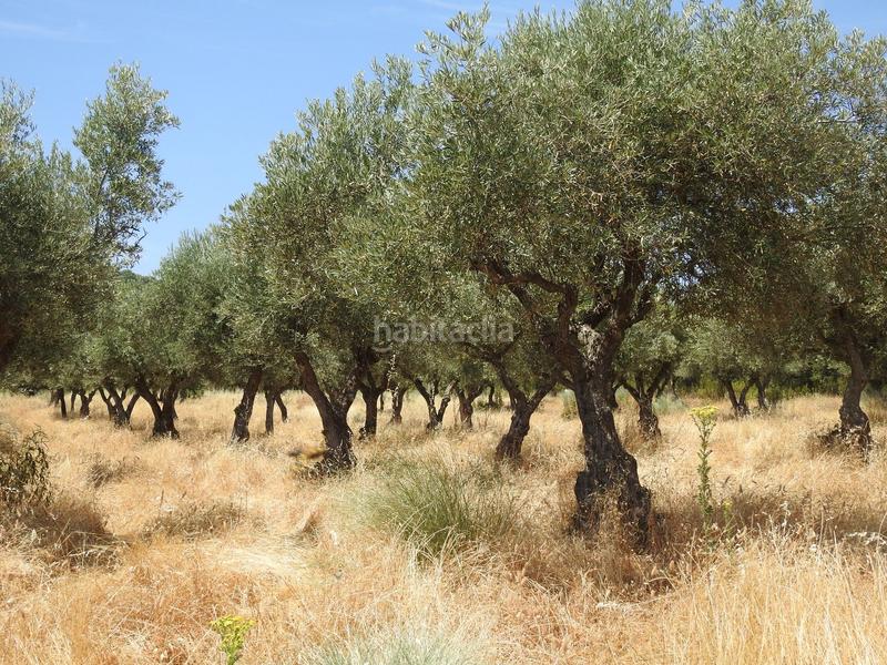 Foto cfb2d738-d4e9-4f3d-ba77-b937cef1f86c. Finca rústica en Villar del Pedroso