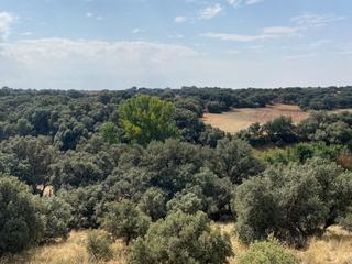 Finca rstica en Torrubia del Campo