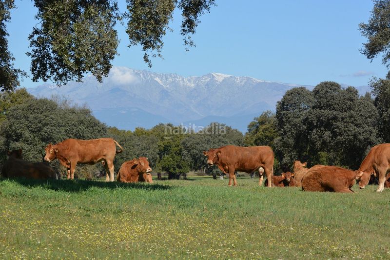 Foto 04b358b0-f352-4329-b6b9-c68a834892af. Finca rústica a Torralba de Oropesa