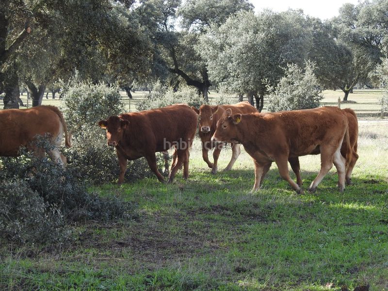 Foto 2914d5b3-be20-4bf3-a2d1-decbd3c620b3. Finca rústica a Torralba de Oropesa