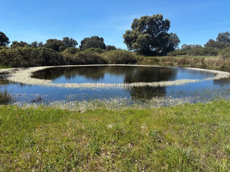 Foto 6658742a-b319-48f2-bdde-20795879707f. Finca rústica a Torralba de Oropesa