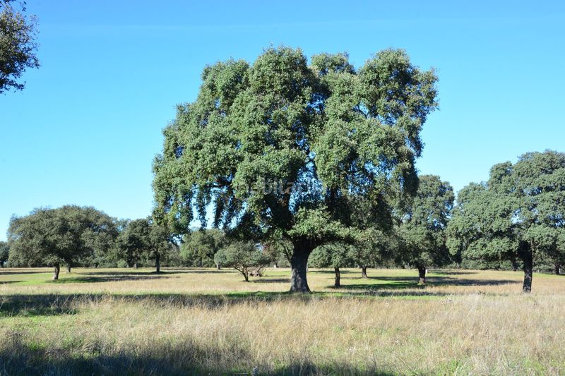 Foto 8b2792dd-b896-4dfa-aa9f-961cdfa44f89. Finca rústica a Torralba de Oropesa