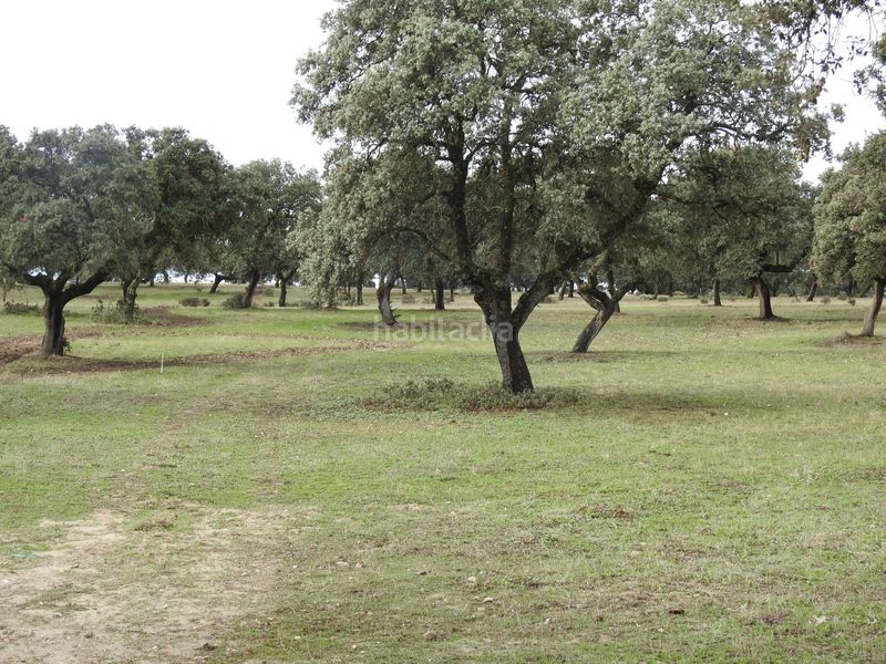 Foto c591f7c9-d3a2-4ec1-a21e-ca864c2fe4b2. Fondo rustico in Torralba de Oropesa