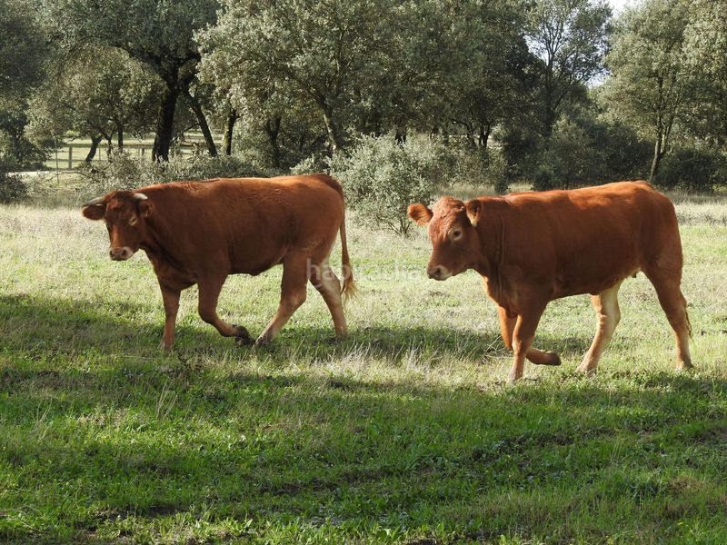 Foto d131cd25-c98f-409d-940f-648494641572. Fondo rustico in Torralba de Oropesa