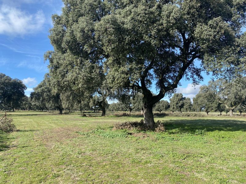 Foto f8241219-e9d8-4a08-8926-6662d5a9ac76. Fondo rustico in Torralba de Oropesa