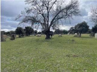 Rural plot in Carretera m-505 kilometro 18