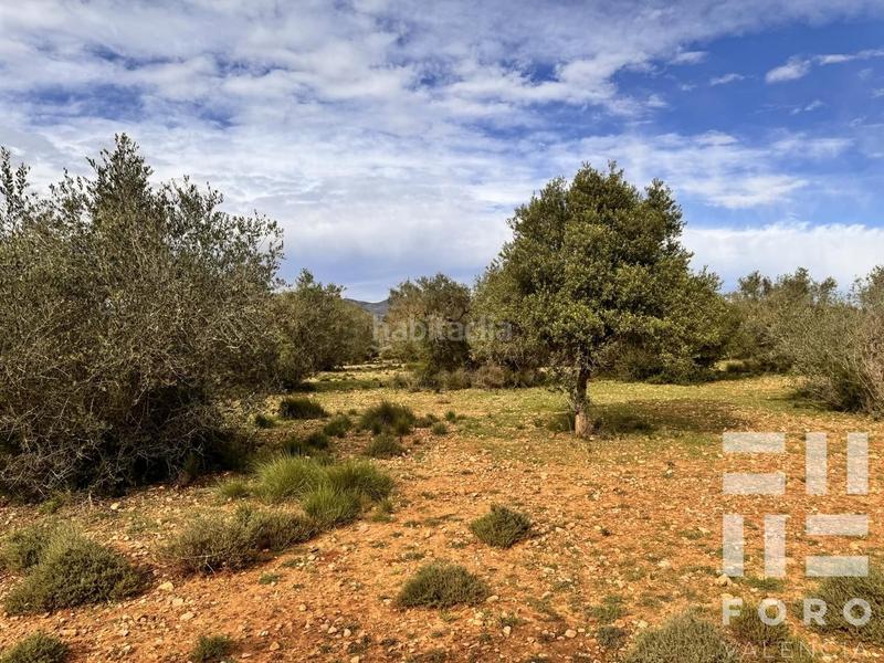 Foto a391116f-7fe4-4d8f-991f-0d683991056c. Terreno residencial parcela rustica con caseta h. en Benlloc