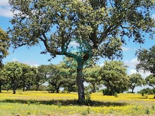 Rural plot in Aliseda. Magnífica finca de caza y naturaleza.